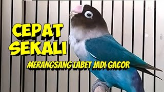 Lovebird Fighter Ngekek Panjang, Cepat SEKALI MERANGSANG LABET APAPUN JADI GACOR CEPAT NGEKEK