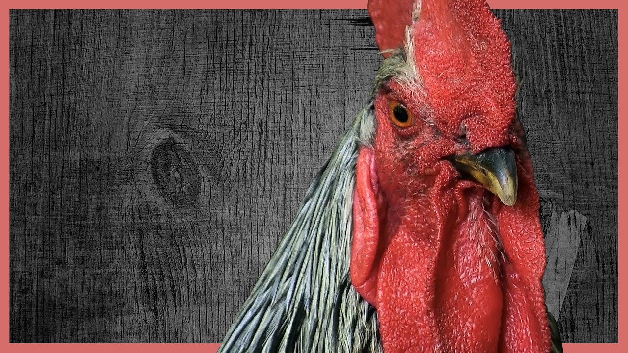 COME ALLEVARE GALLINE E GESTIRE UN POLLAIO