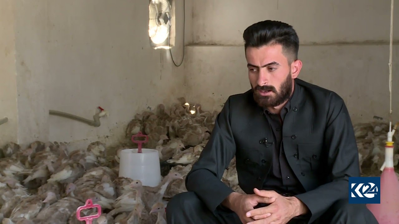 چوار برا لە گوندی قەرەچەتان ساڵانە ملیۆنێک جوجەڵە و قەل و قاز بەرهەمدەهێنن