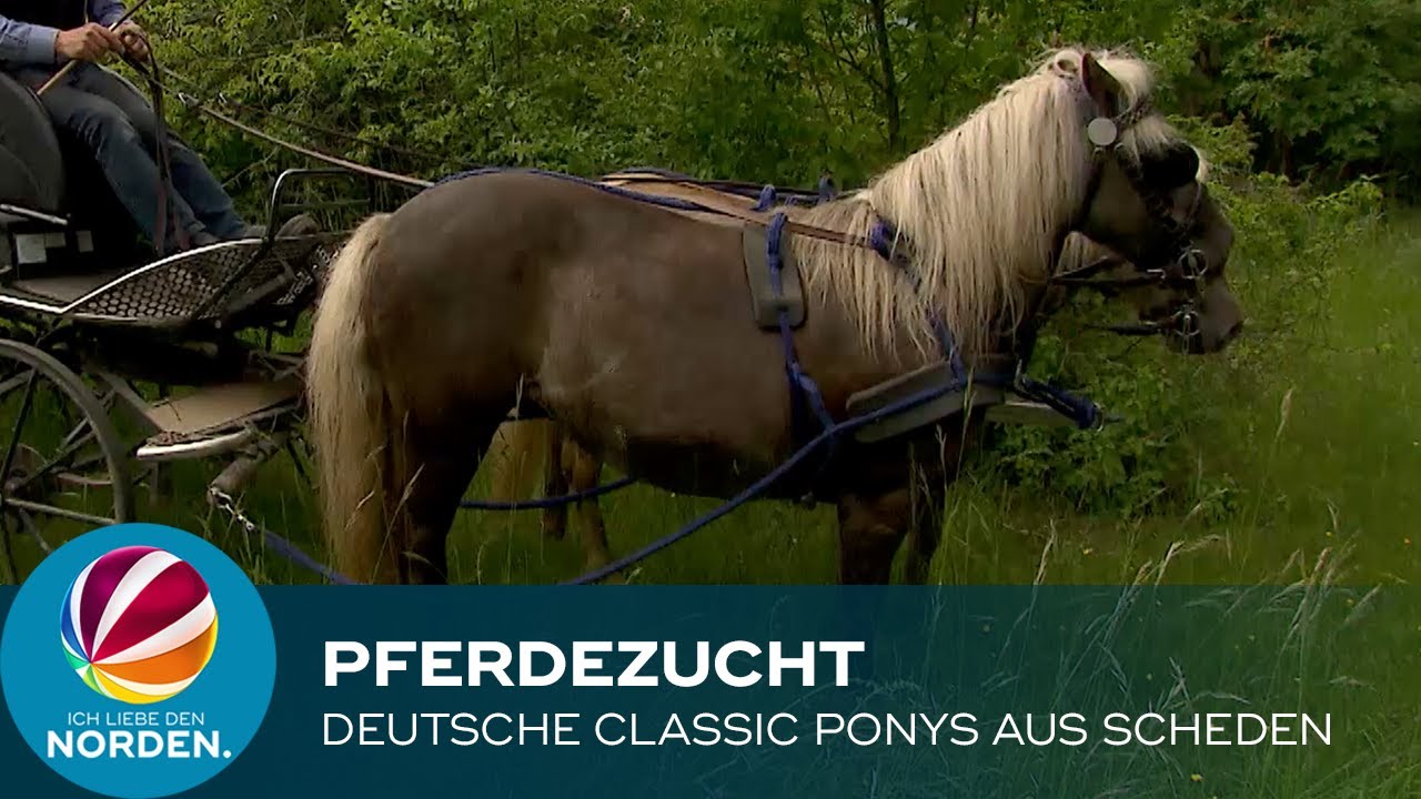 Deutsche Classic Ponys aus Scheden in Niedersachsen