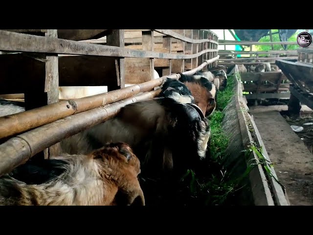 tutorial breeding kambing yang bercita-cita meraih sukses cepat class=