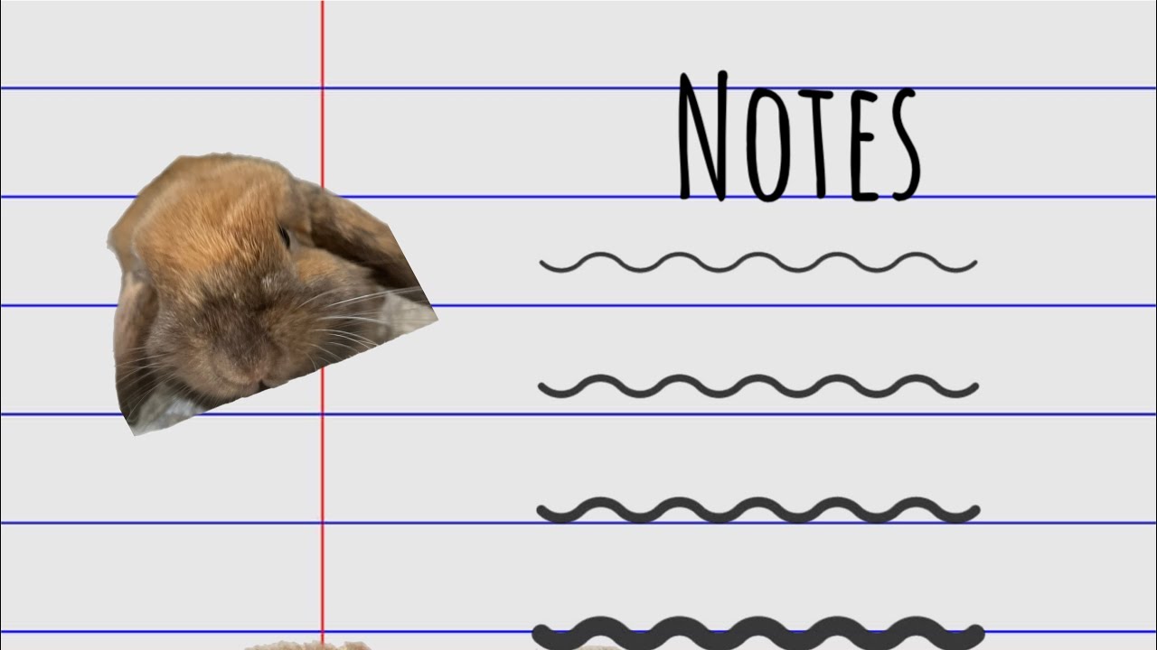 How to gain trust in your rabbit