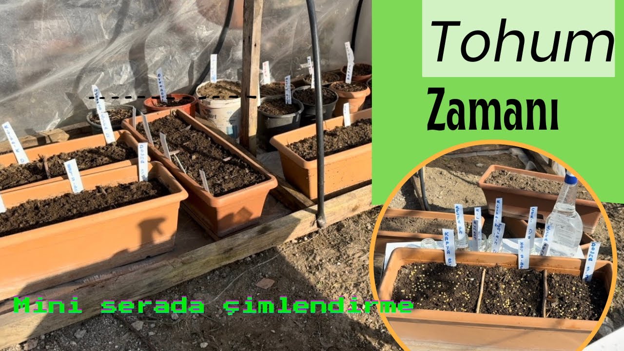Domates Biber Patlıcan Tohumu Nasıl Ekilir? Mini Serada Çimlendirme