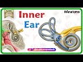 Inner ear Anatomy : Cochlear component, Vestibular component, Semi-circular component - Animation