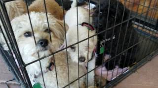 Florida Pointer Rescue adoptable dogs and pups. Adopt ME