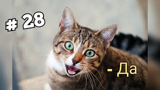 Говорящие Коты! Лучшая Подборка #28