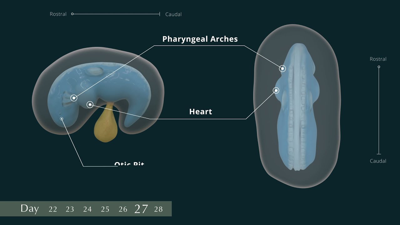 Embryology Week 4