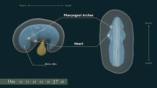 Celebrity Embryology Week 4 Profile