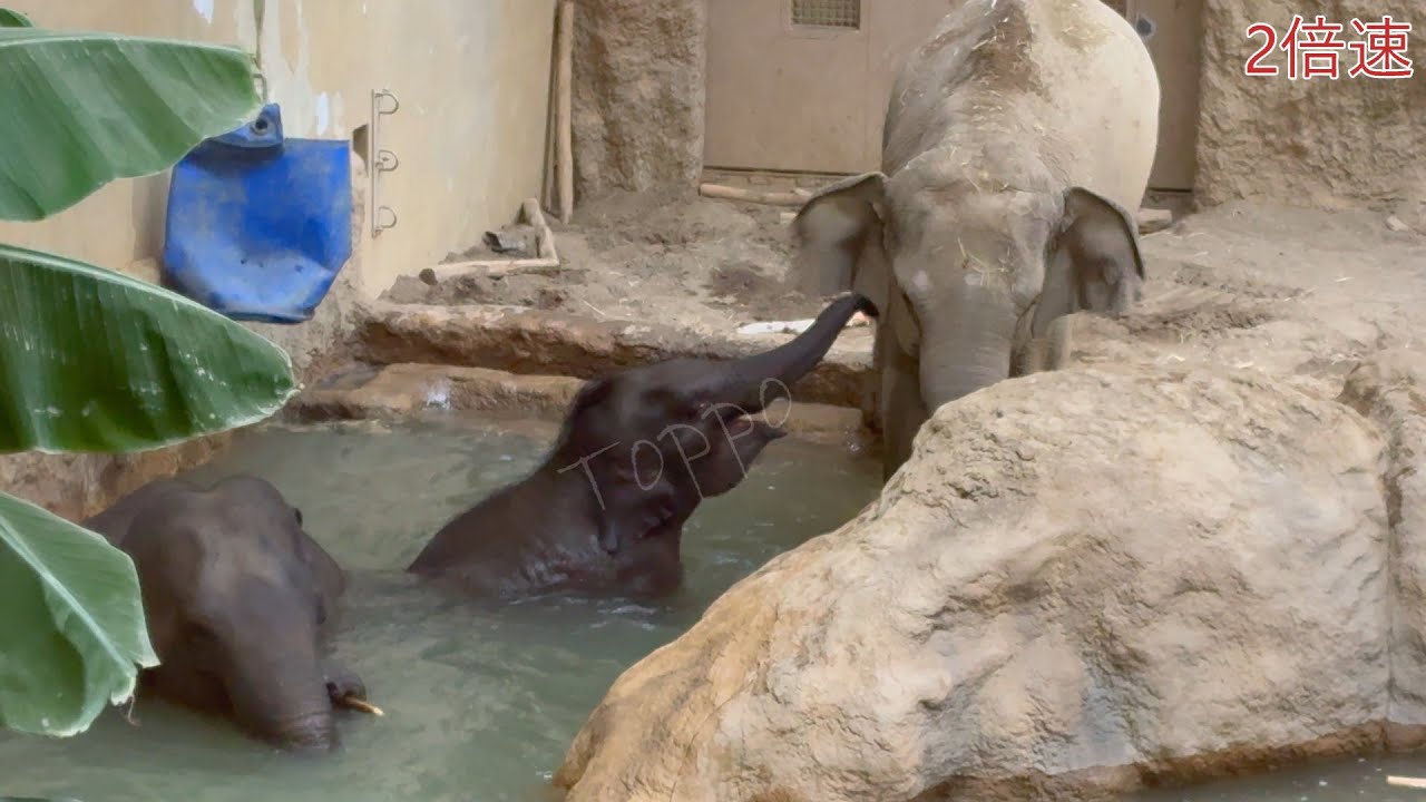 2026年2月1日 #円山動物園 プールに入りたい #タオ ちゃん　ＶＳ　阻止したい　ニャインちゃん＆パールさん