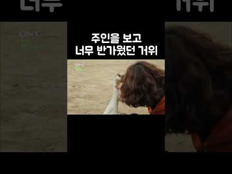 안기자마자 오줌 누는 거위 #shorts