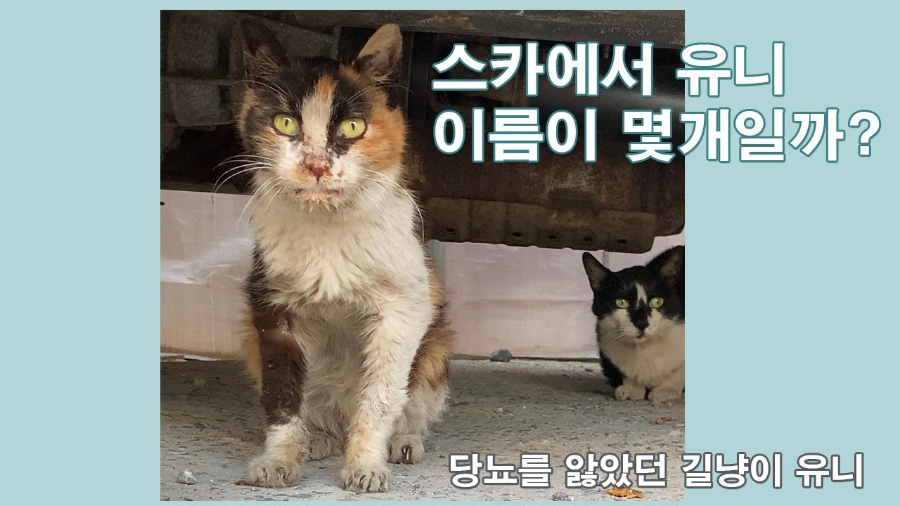 당뇨로 길위에서 쓰러져죽어가던 길냥이 유니의 과거이름은 스카/A cat dying of diabetes on the road