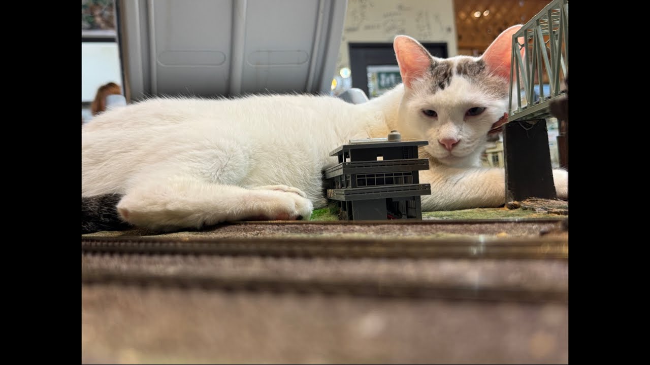 猫の日Live！ - YouTube