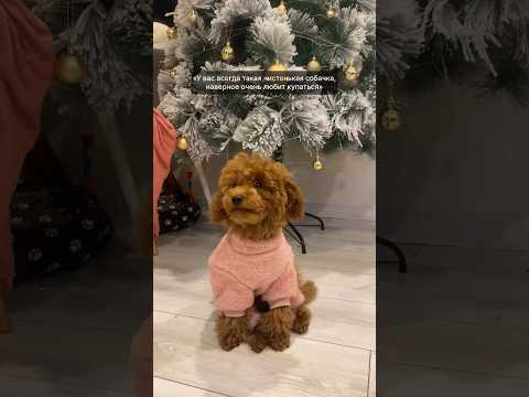 Потому что негоже