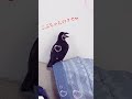 大雨の日に衰弱したカラスを保護した話 Part Ⅲ