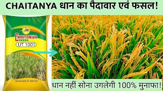 CHAITAYNYA SEEDS MTU-1001/ CHAITANYA DHAN / चैतन्या धान का पैदावार एवं फसल CHAITANYA SEED #Thekisan