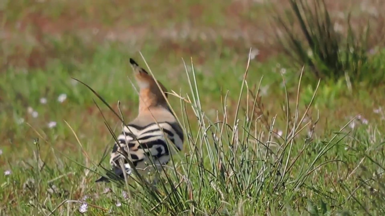 Eurasian Hoopoe, Upupa (Upupa epops) 