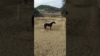 Dünyadaki̇ En Güzel At