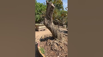 Cây vú sữa cằn cỏi tiền tỷ😳 #yêucây #cây #nature #funny #shorts