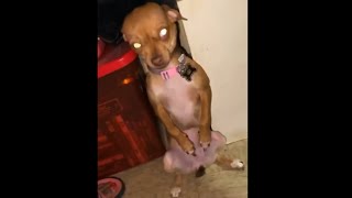 Dog Finds And Eats Weed Edibles Then Quickly Realises She Made A Mistake