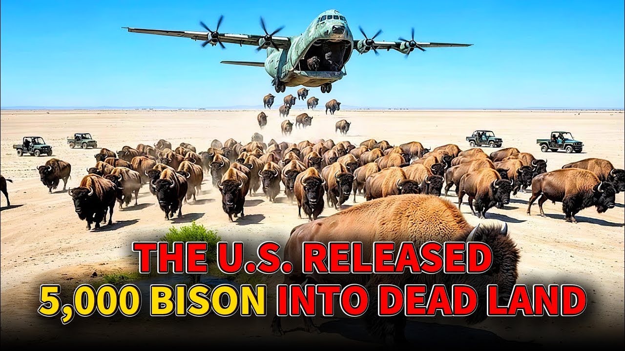 America Released 5,000 Bison Into Dead Land... What Happened 18 Months Later Was Shocking