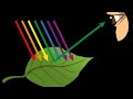 The Fascinating World of Light and Its Interactions