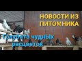 Голуби. Новости питомника: потомство наших новых голубей, перестроили отсадник. Kennel news.