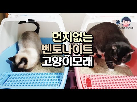 [리뷰] 치즈&쿠키 모래놀이터 개장?! / 먼지없는 벤토나이트 고양이모래