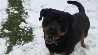 That's why you can't build a snowman if you have a Rottweiler...