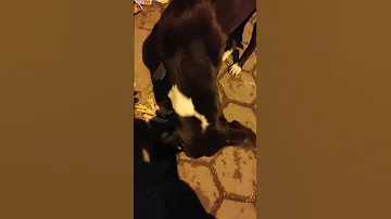 اعطاء الكلب الجرعة الثانية من حبوب افريزين 