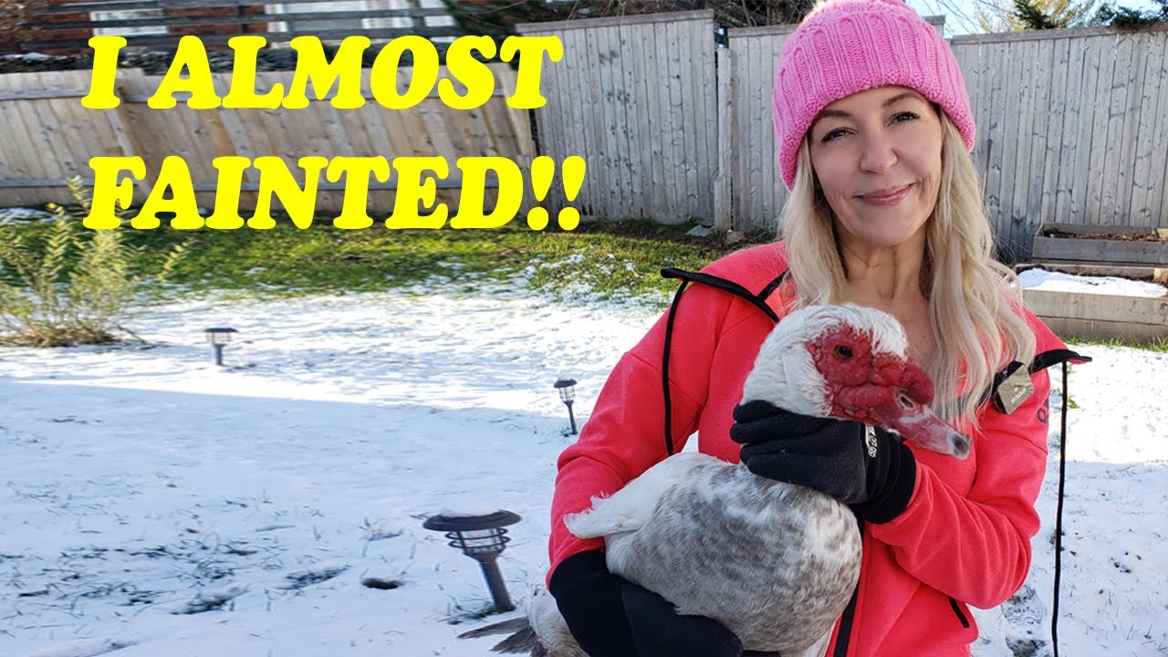 How to Process Ducks In your Backyard Part 1 YouTube