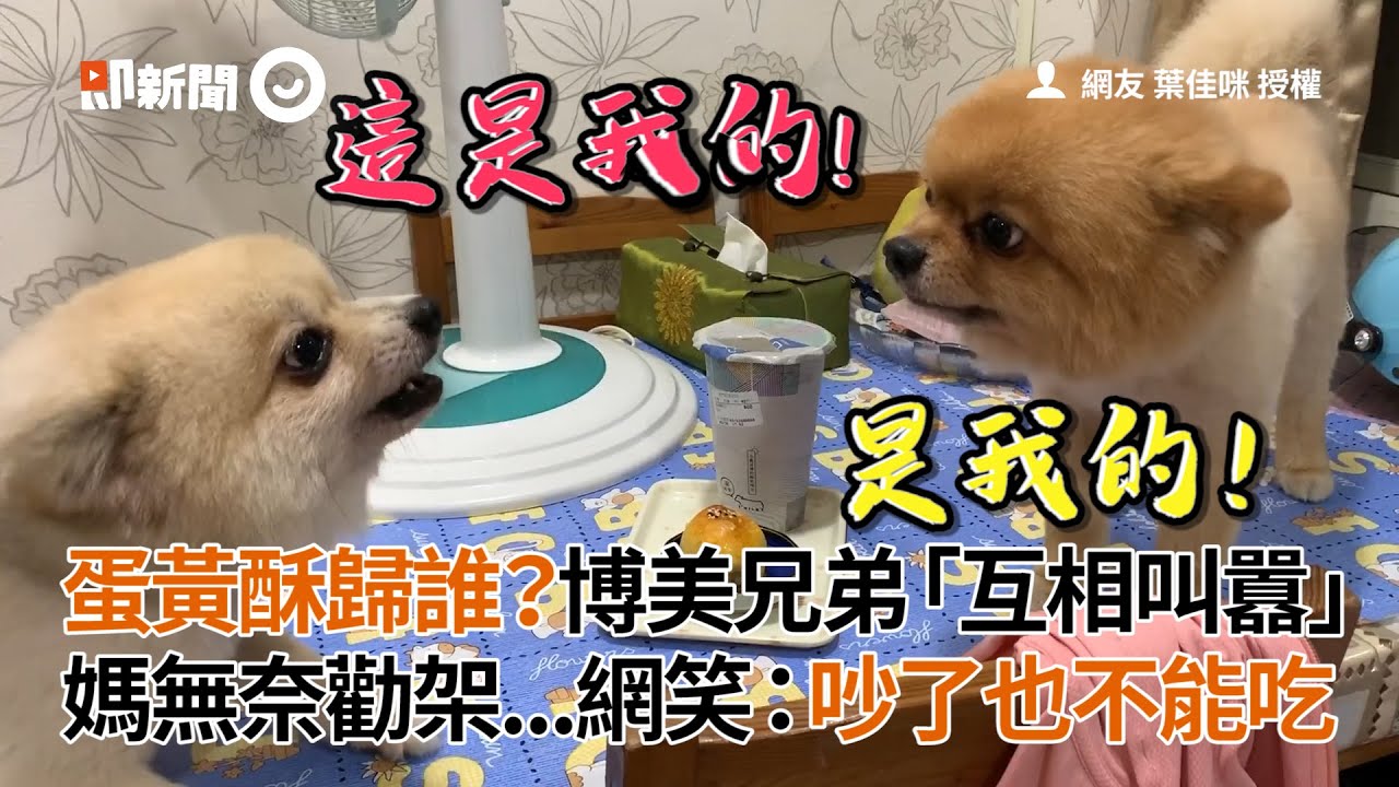 博美犬兄弟 互相叫囂蛋黃酥歸屬 網笑 吵了也不能吃 寵物 狗 食物 Youtube