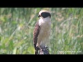 Laughing Falcon | Guaco | Herpetotheres cachinnans
