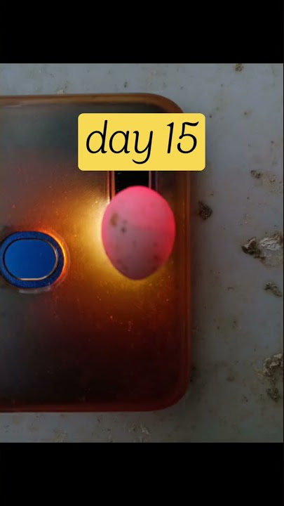 egg hatching!! from day 1 to day 18