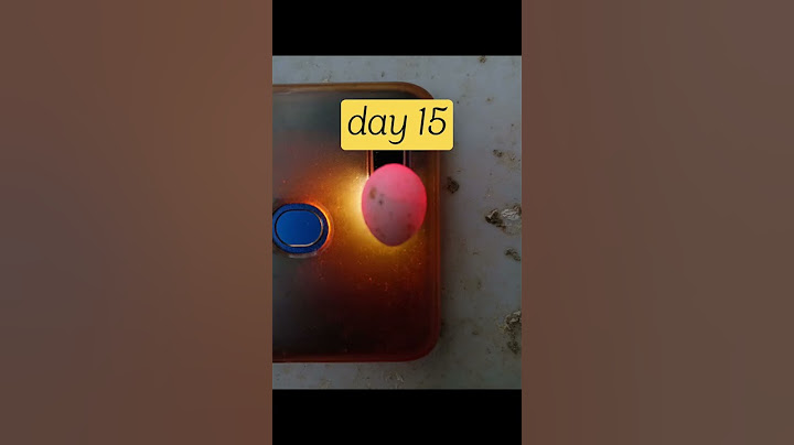 egg hatching!! from day 1 to day 18