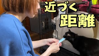 猫とママ、少しづつ深まる絆