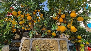 Bưởi cảnh hàng chục triệu đồng xuống phố Hà Nội