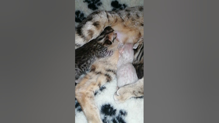 Video 991841: savannah kitten first, sweet savannah, little savannah, kittens born, kitten eating