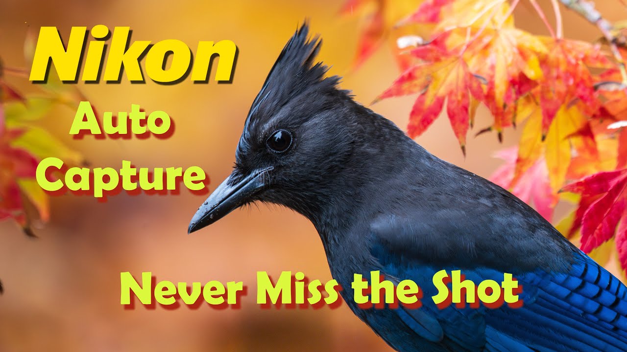 Автоматическая съемка Nikon — удивительная функция, которую мы покажем вам простым и эффективным ...