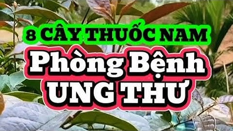8 CÂY THUỐC NAM PHÒNG BỆNH UNG THƯ