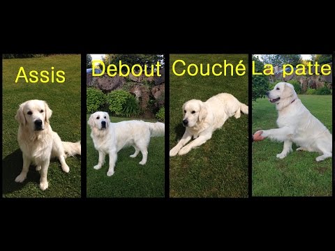 Vidéo: Comment Apprendre à Votre Chien Les Commandes