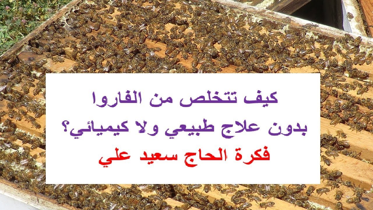 التخلص من الفاروا بدون علاجات كيميائية ولا طبيعية