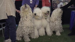 Lauren's Crazy Pet Show - Episode 19