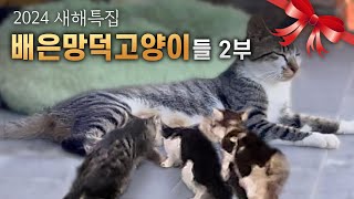 [Part 2] Feeding streetcat story  Pregnancy and childbirth of mother cat Virtue, neutering