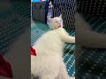 Kucing Putih #cat #kucing #kitten #catlife