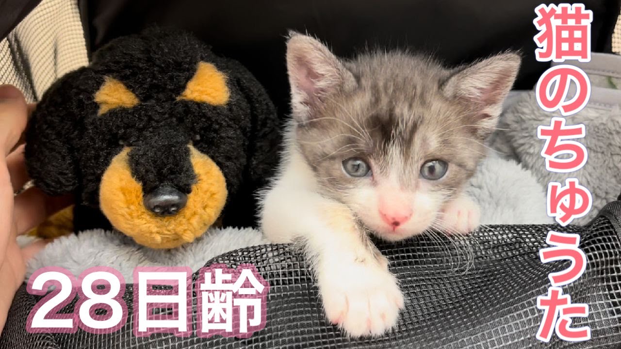 28日齢の子猫ちゅうたの成長記録【仔猫の成長記録】 - YouTube