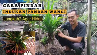 HOW TO TRANSFER A FRUITFUL PANDAN MASTER | Tips to Keep It Alive