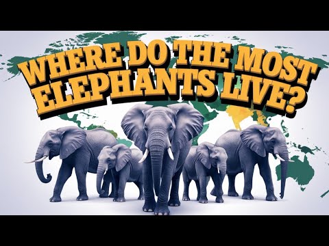 Elephant Population by