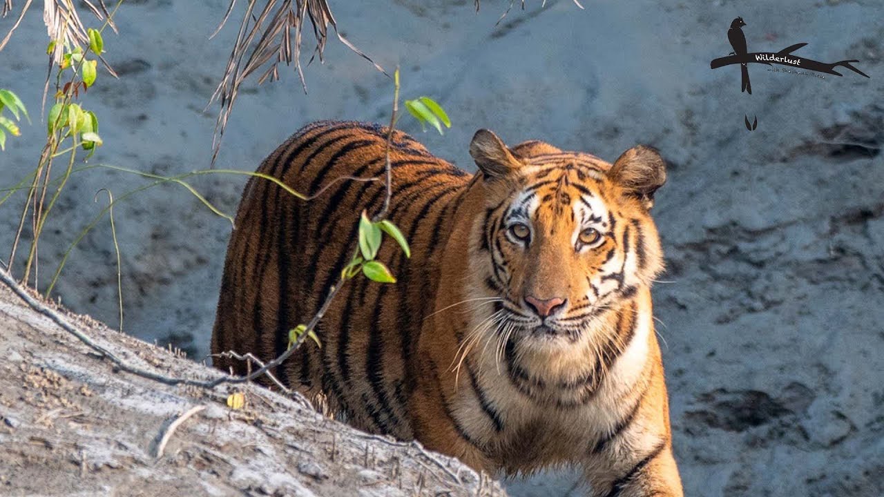 The Royal Bengal Tiger - Tiger Safari India