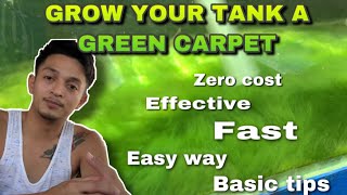 GROWING GREEN CARPET ALGAE (tagalog)