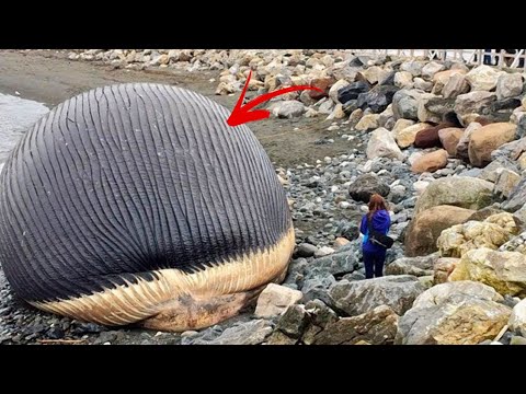 Video: Vybuchnou velryby, když zemřou?